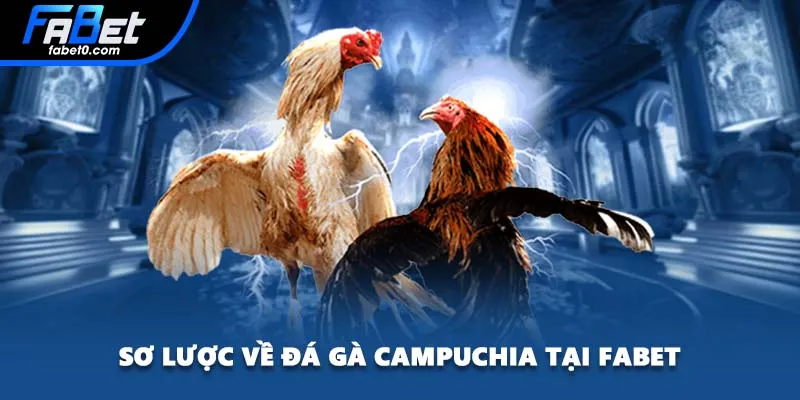 Sơ lược về đá gà Campuchia tại FABET