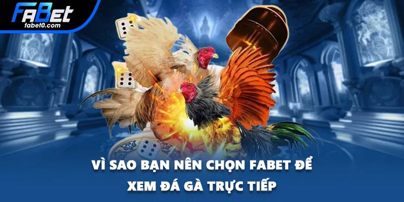 Vì sao bạn nên chọn FABET để xem đá gà trực tiếp
